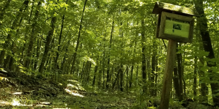 Image du sentier Le Chablis