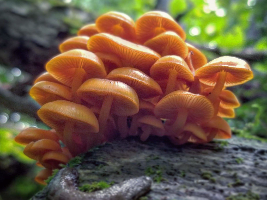 Image de champignons de couleur orange
