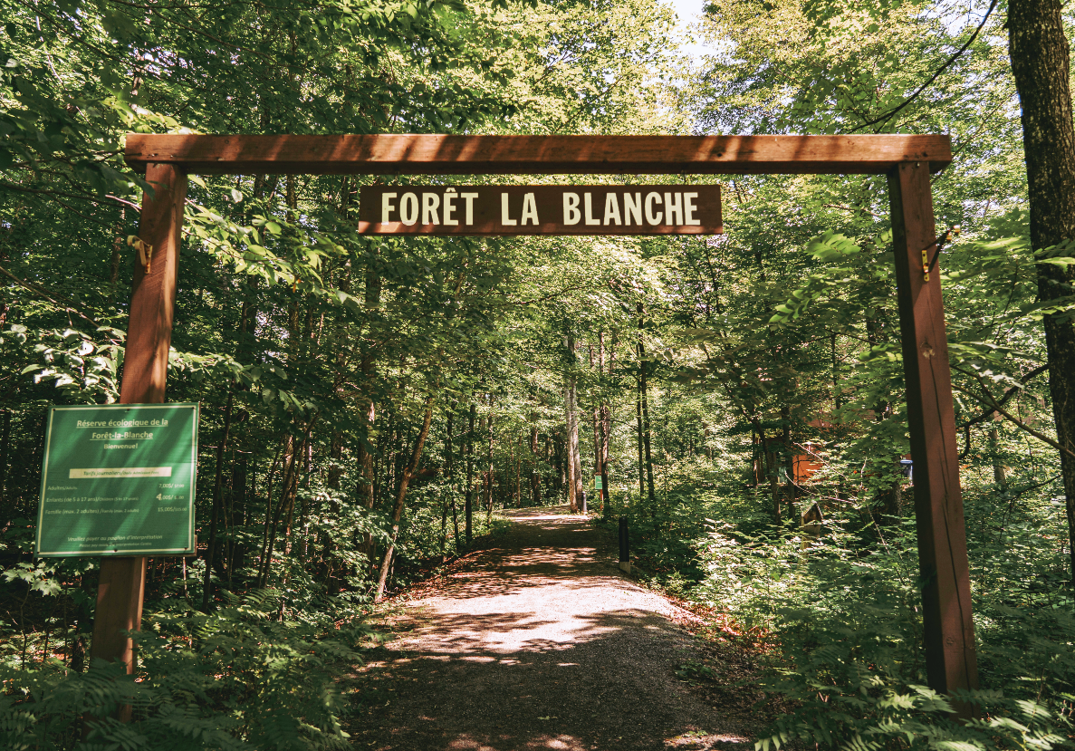 Panneau d'entrée en bois indiquant les sentiers de randonnée de la réserve écologique de Forêt-la-Blanche, une forêt ancienne située au Québec, au Canada.