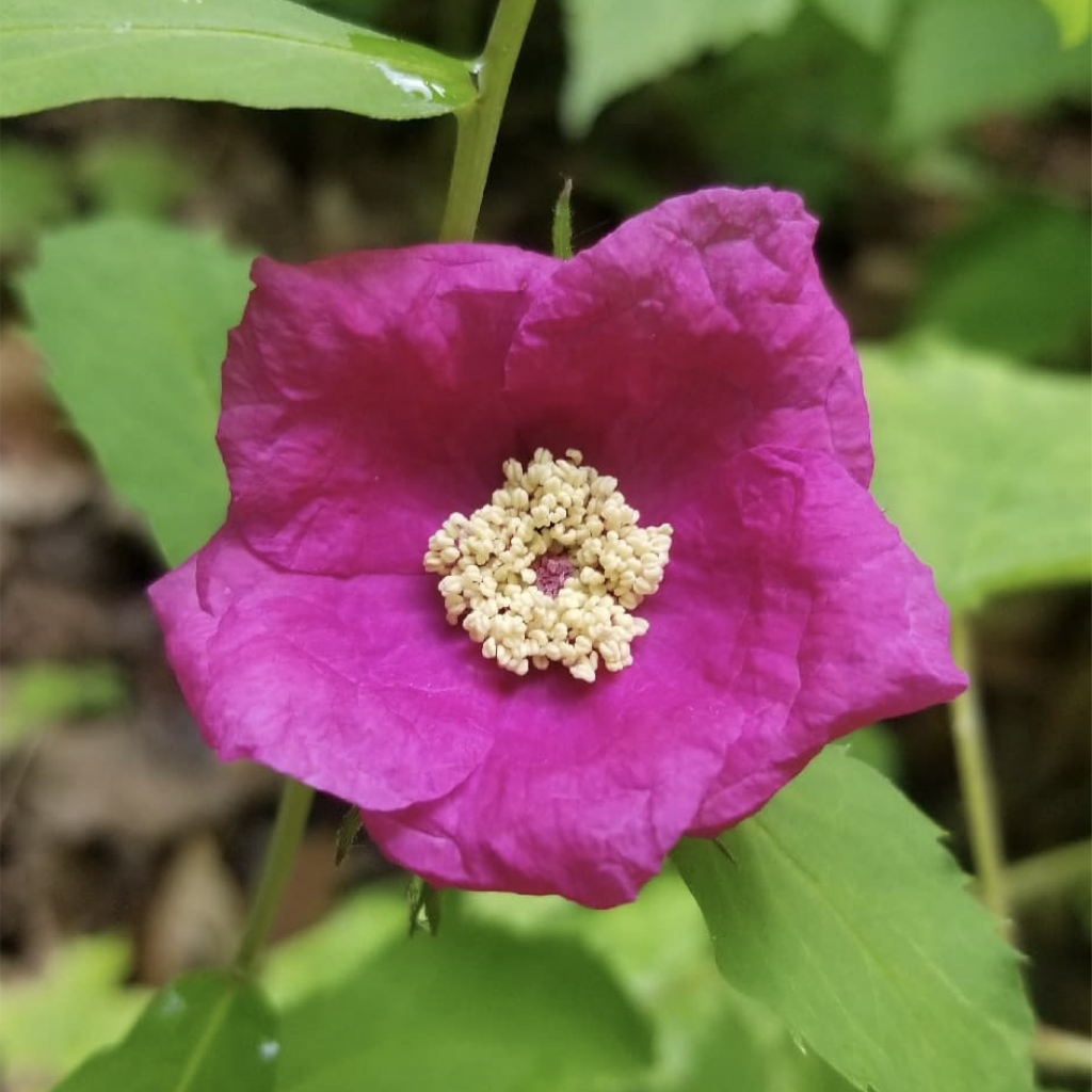 Image d'une fleur rose