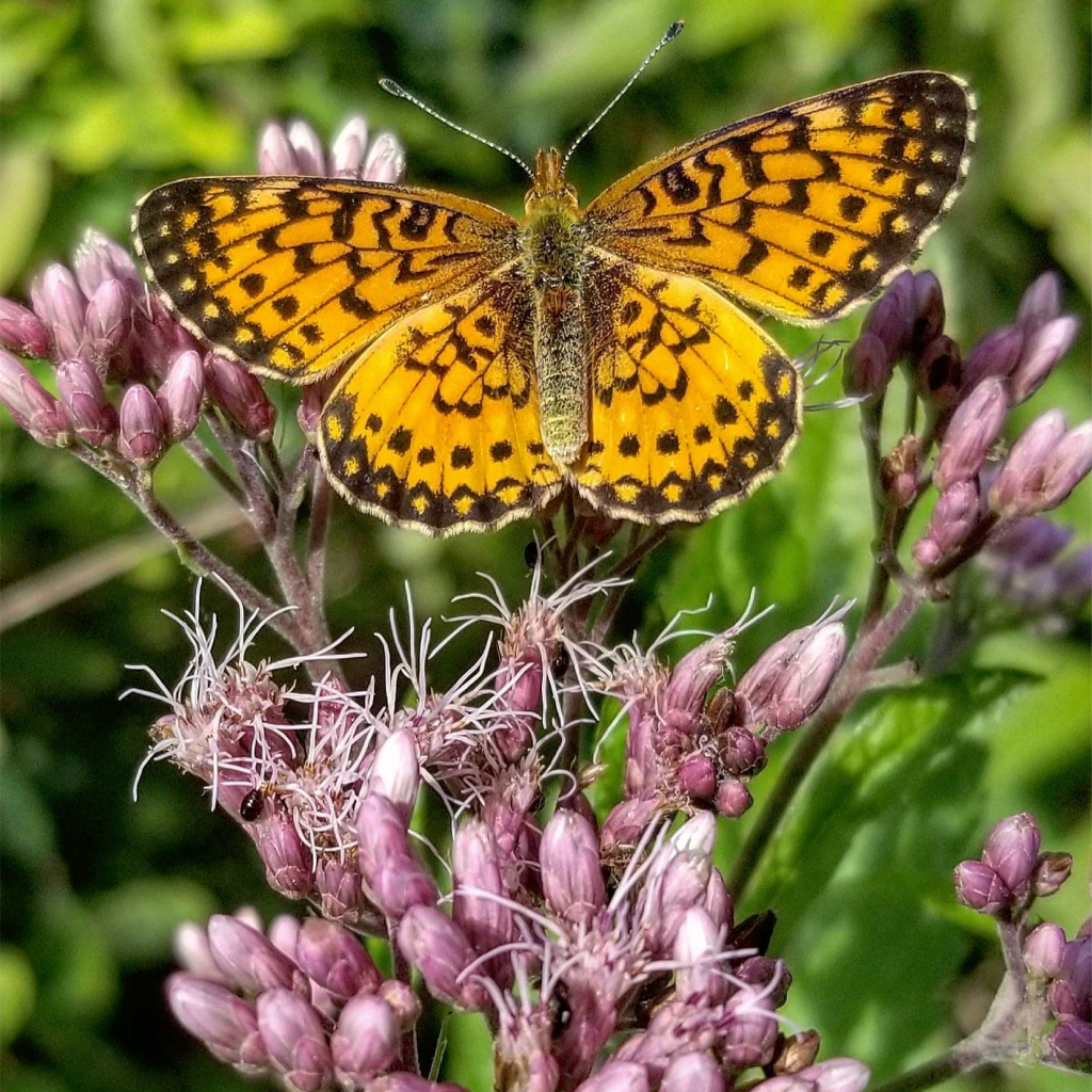Image d'un papillon orange