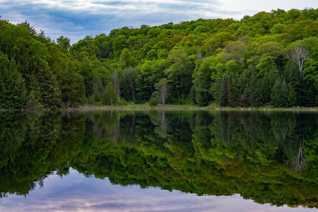 Image de la forêt et de la réflexion sur le lac