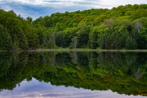 Lac qui reflète les arbres
