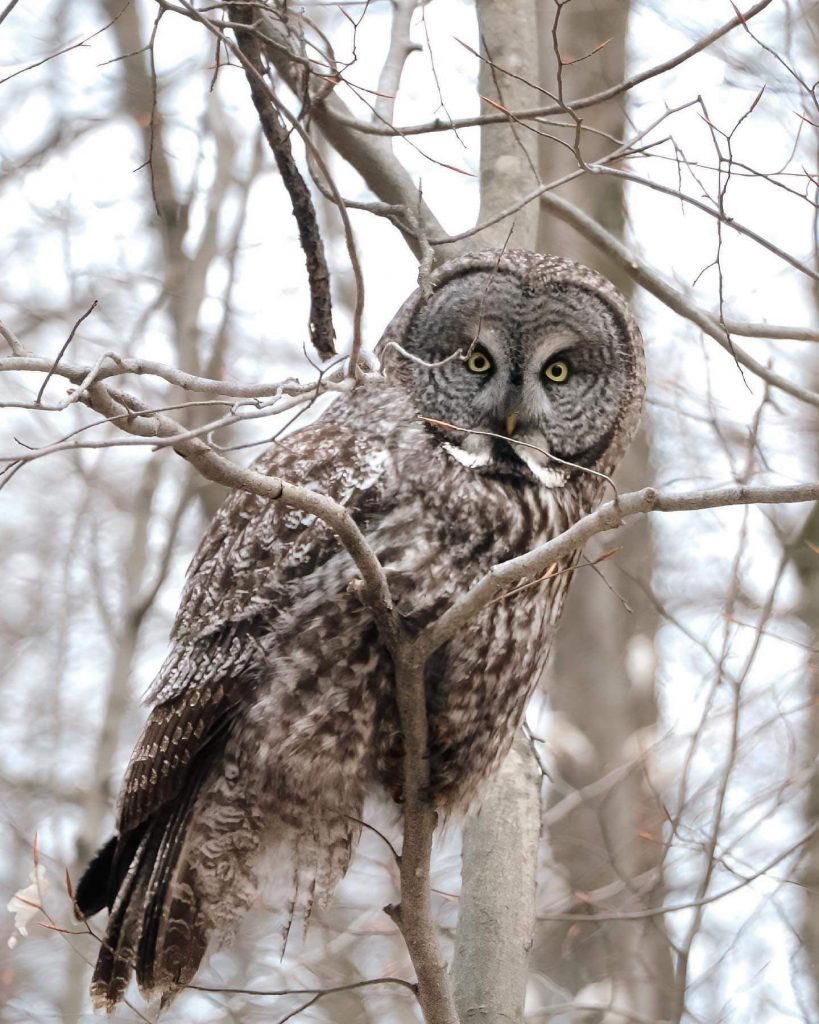 Hibou hivernal perché sur une branche d'arbre